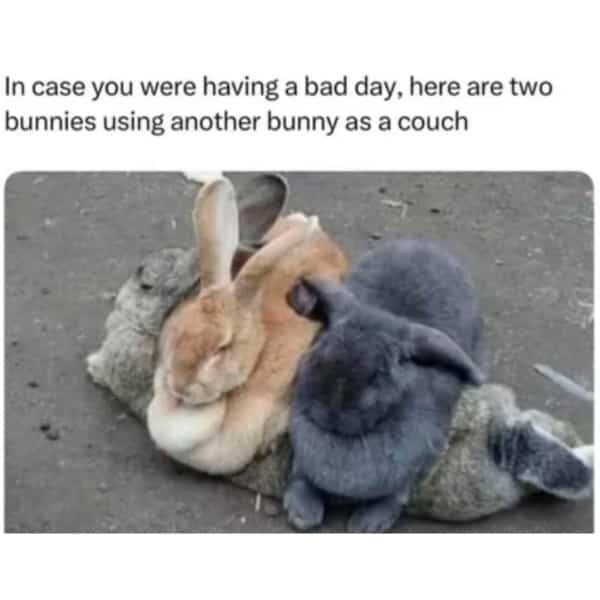 Two cute bunnies lying comfortably on top of another bunny resting on the ground as a couch.