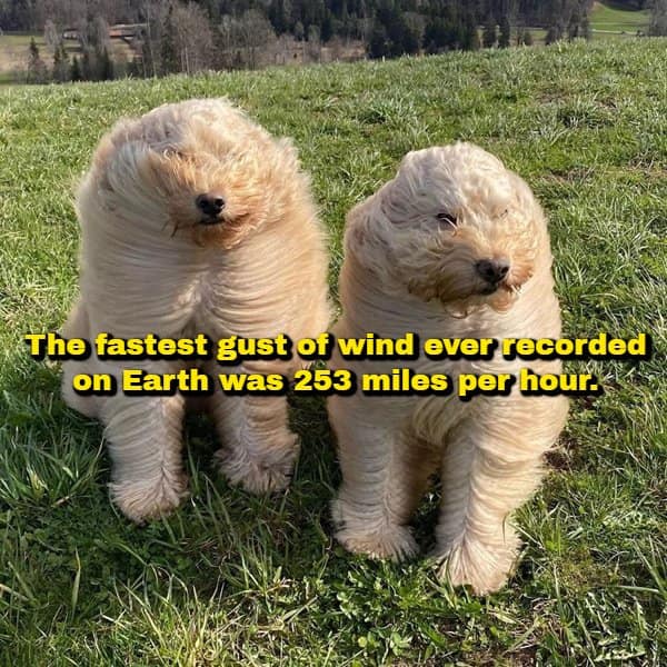 Two goldendoodle dogs standing in a grassy field with their fur blown entirely flat back against their bodies, paired with a random fact stating that the fastest wind gust ever recorded on Earth hit 253 miles per hour.