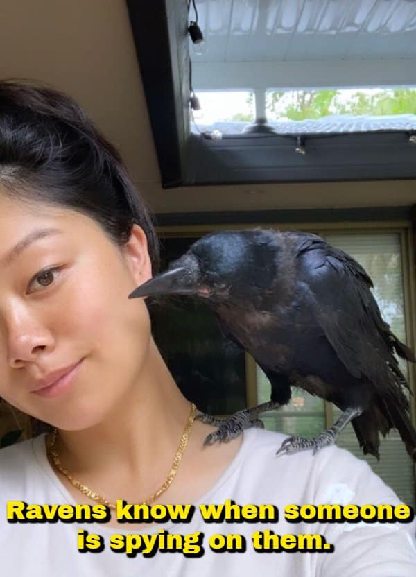 A woman posing calmly with a massive black raven perched on her shoulder, accompanied by an intriguing random fact highlighting that ravens are aware when someone is actively spying on them.