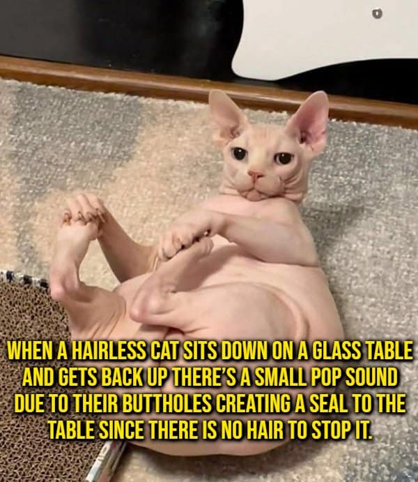 A bizarre feline physics random fact showing a hairless Sphynx cat lying on its back under text explaining why sitting on glass tables creates a suction-cup pop sound.