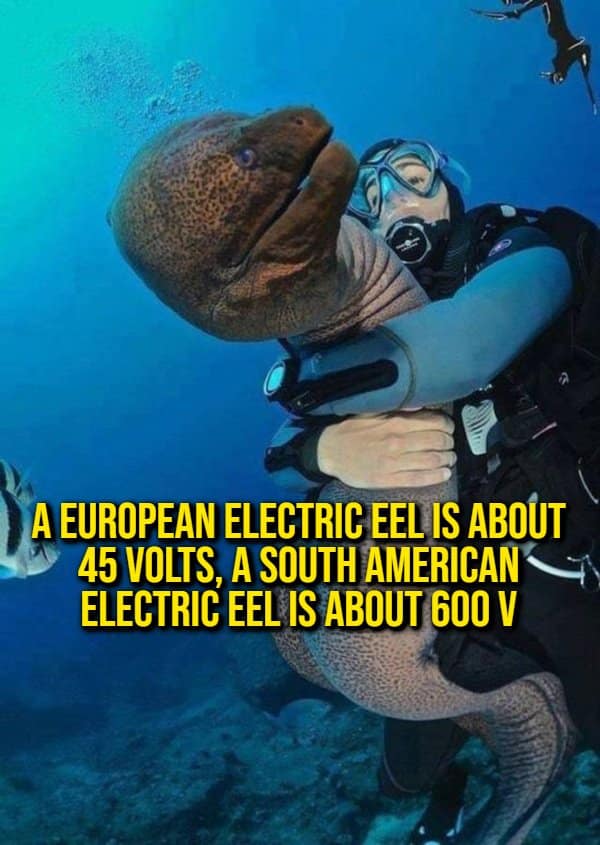 A marine voltage comparison random fact showing a scuba diver embracing a massive eel under text contrasting 45-volt European electric eels with 600-volt South American ones.