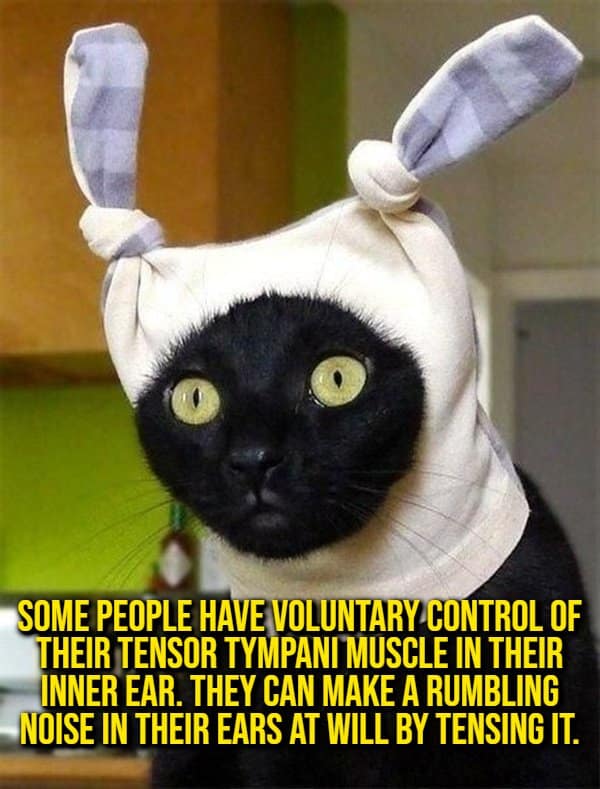 An anatomical biology random fact showing a cute black cat wearing a bunny-ear sock hat under text about voluntary control of the tensor tympani muscle creating internal ear rumbling.