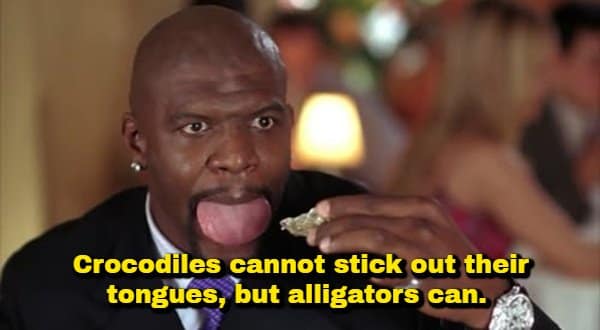 Actor Terry Crews sticking out his tongue dramatically during a scene from White Chicks, overlaid with a biological random fact explaining that alligators can stick out their tongues while crocodiles cannot.