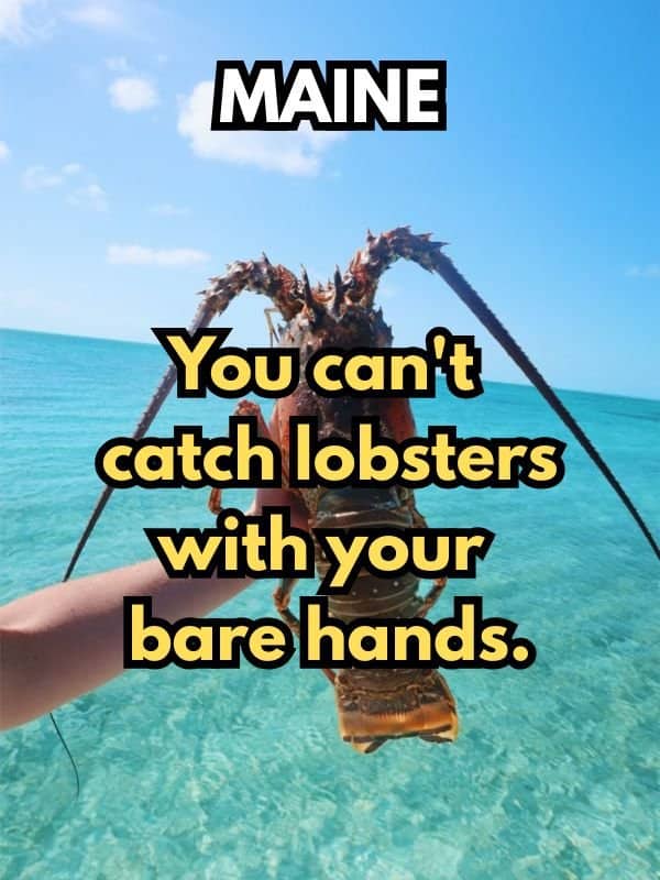 A Maine law meme showing a lobster in water stating you cannot catch lobsters with bare hands.