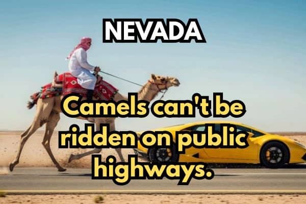 A Nevada law meme showing a person riding a camel alongside a supercar on a highway.