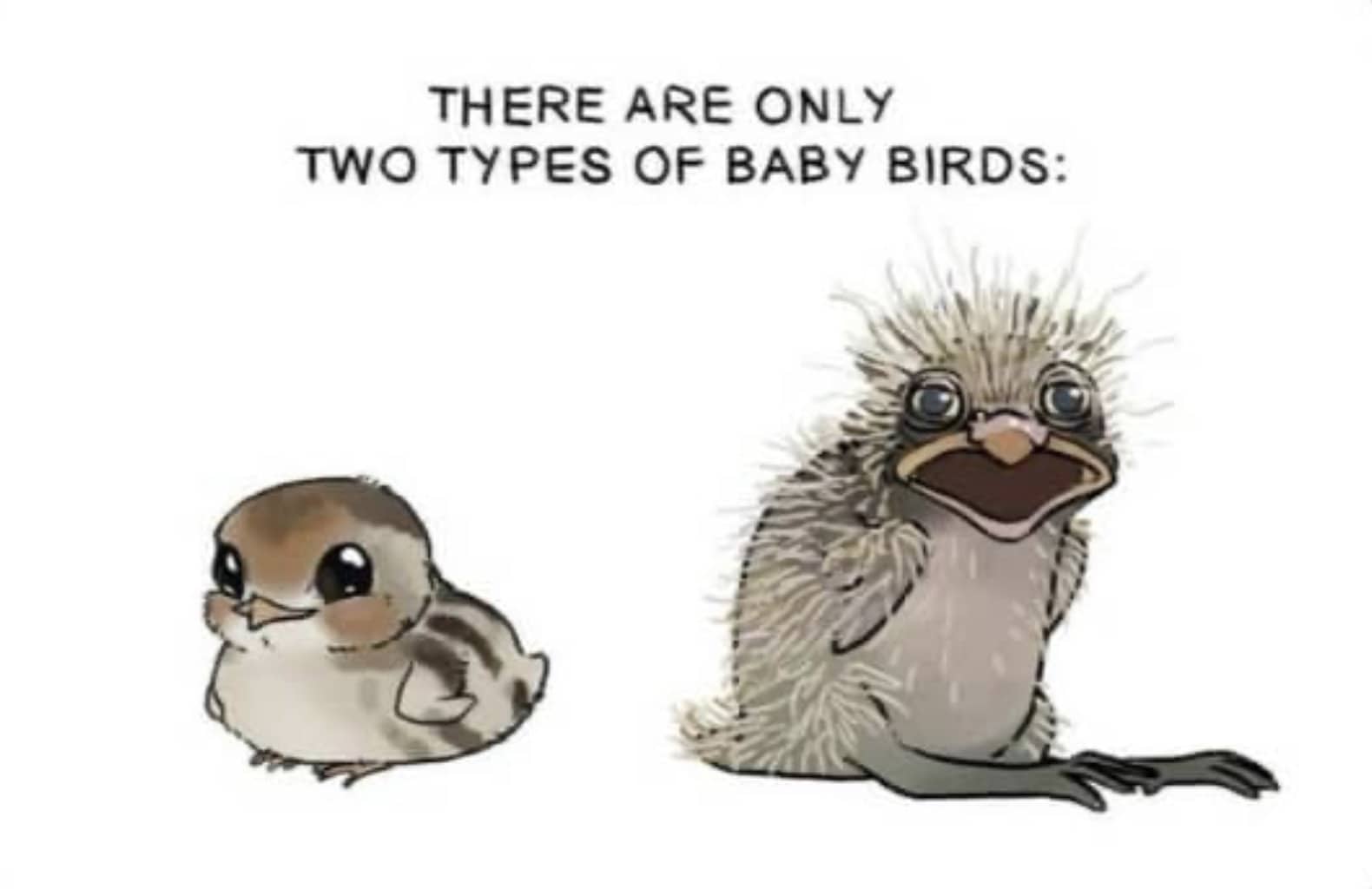 Illustration comparing a cute neat baby bird and a scruffy baby bird funny meme.
