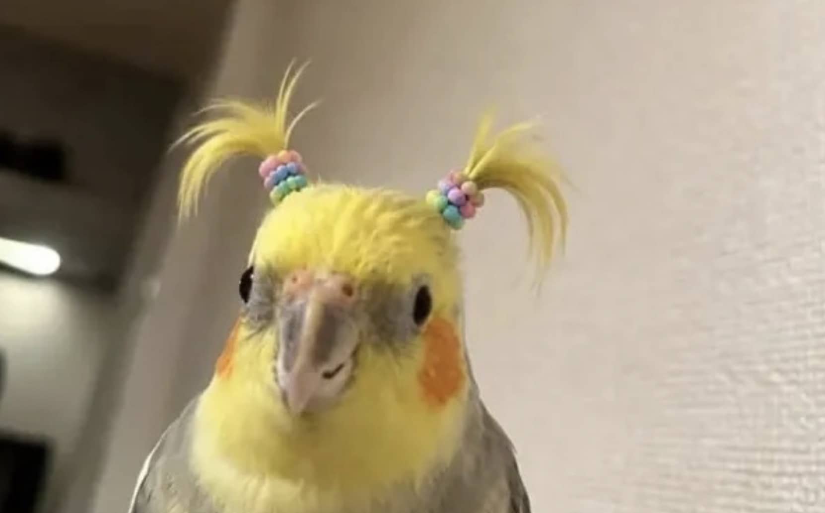 Cute cockatiel wearing colorful hair beads styled in pigtails for funny memes gallery.
