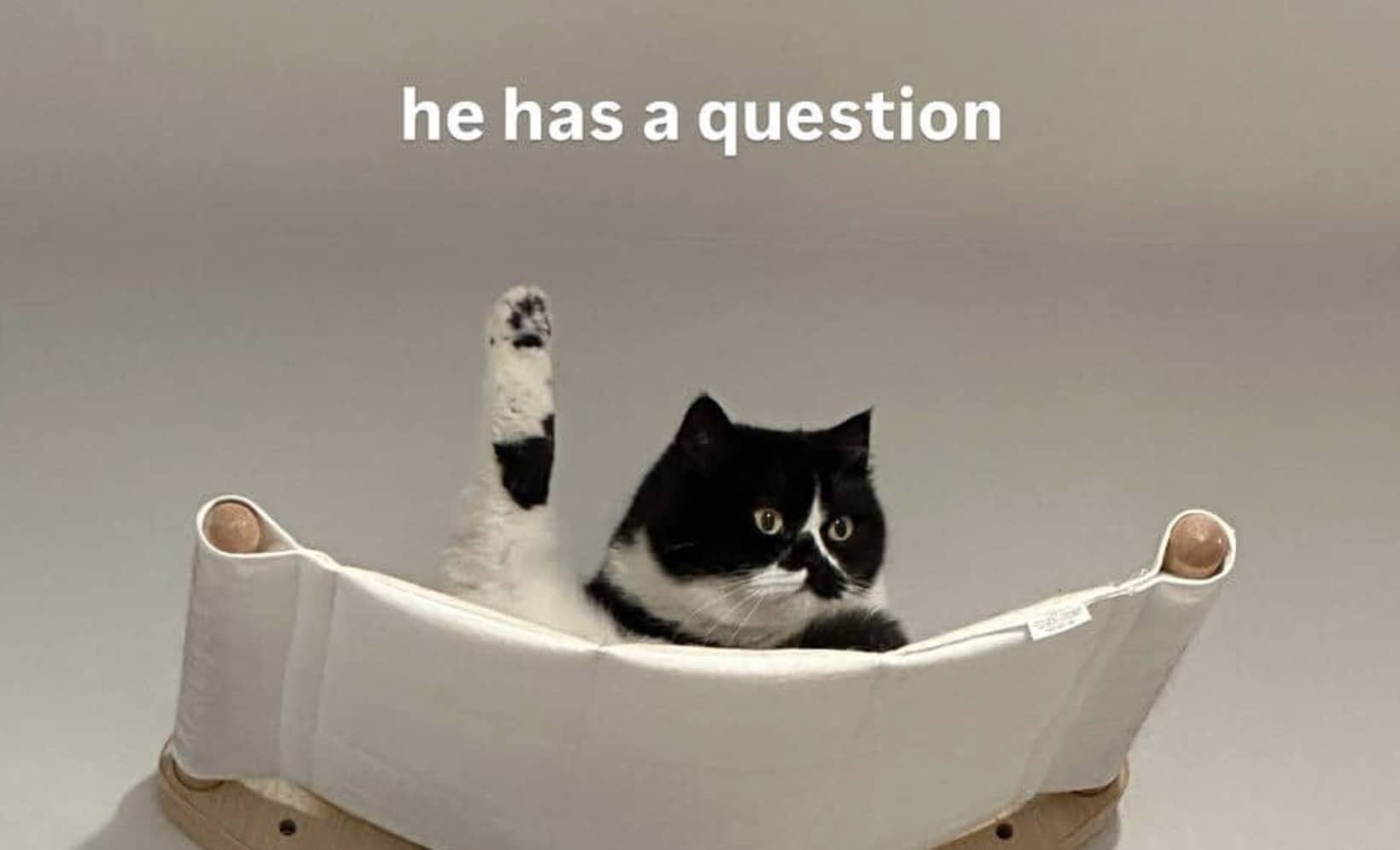 Black and white cat resting in hammock with hind leg raised straight up.