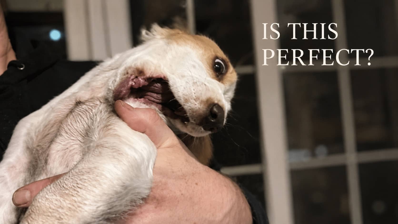 Person holding a quirky dog making a funny expression showing off unique wabi sabi features.