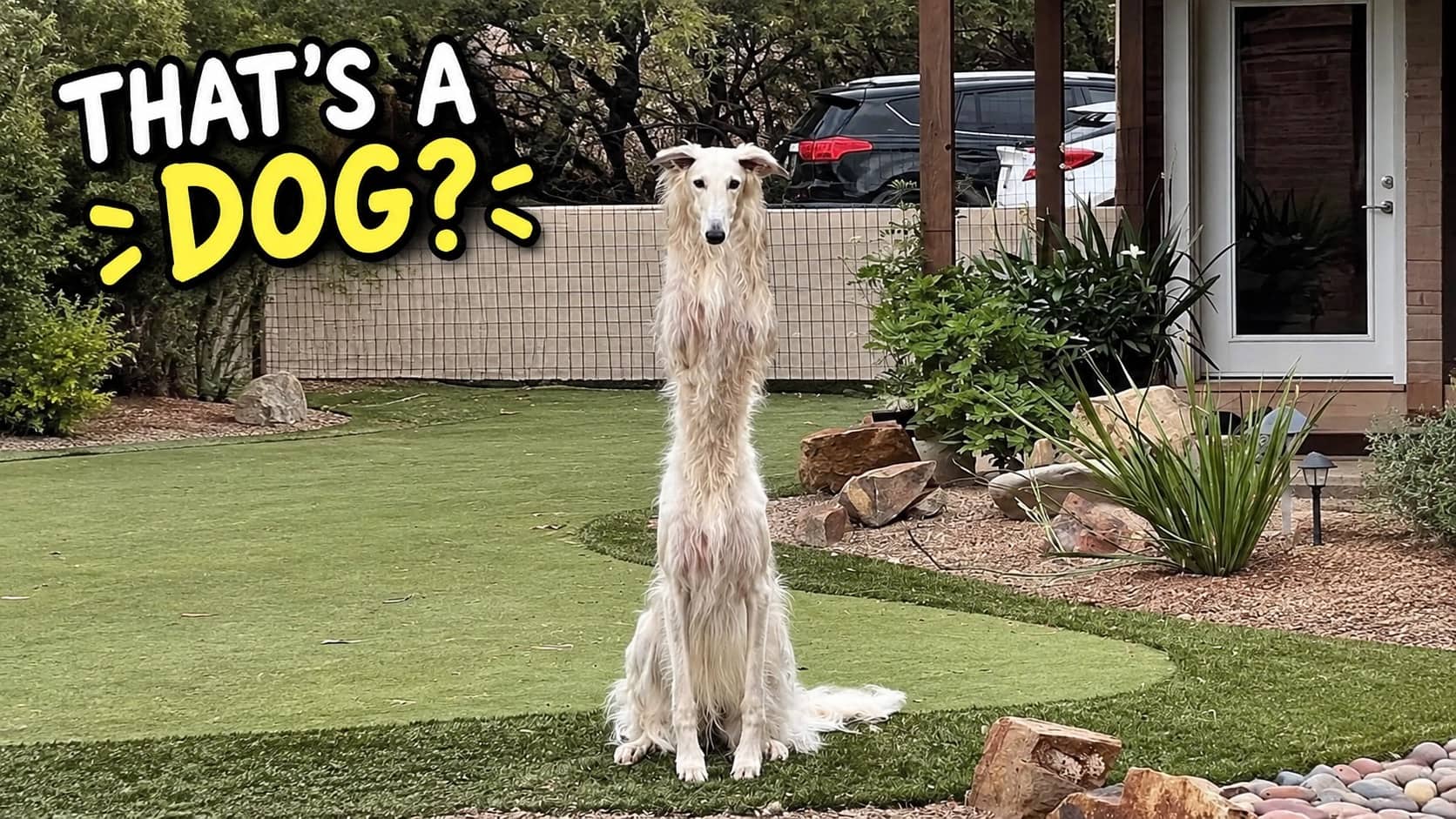 Unusually tall fluffy Borzoi dog sitting outdoors with text asking That’s a dog for weirdest pets.