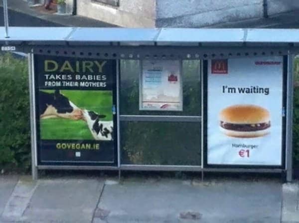 Bus shelter shows a vegan dairy protest poster beside a burger advert reading I'm waiting.