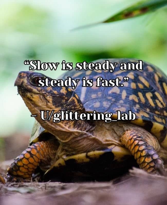 Close up turtle image featuring quote explaining that slow is steady and steady is fast.