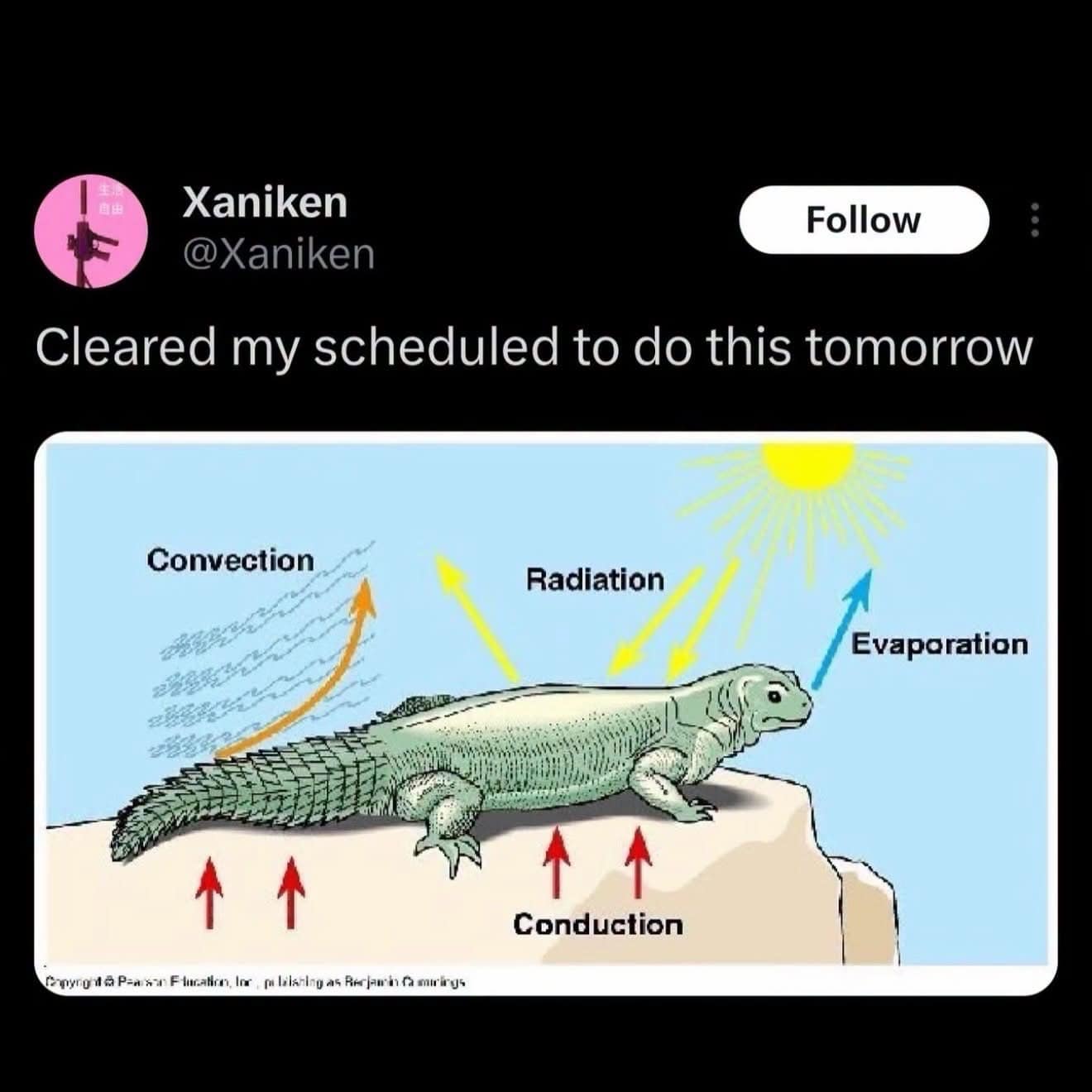 A viral tweet pairing a textbook lizard thermoregulation diagram with a joke about clearing your schedule to bake on a rock in a classic meme.
