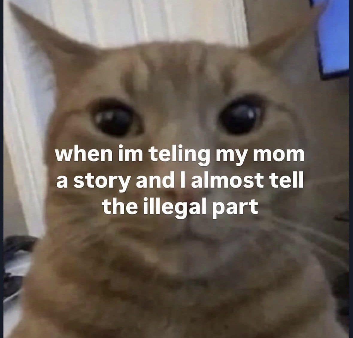 Close-up of an orange cat staring wide-eyed in shock after almost revealing an incriminating story detail to its mom in a classic meme.