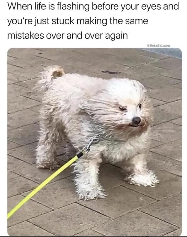 Small white fluffy dog standing on a paved sidewalk with high wind blowing its fur back, captioned as repeating life mistakes in a classic meme.