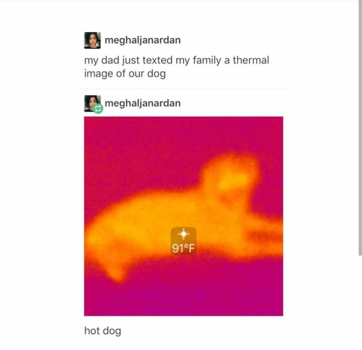 Thermal camera photo of a pet dog displaying a 91-degree body temperature captioned literally as a hot dog in a vintage memes format.