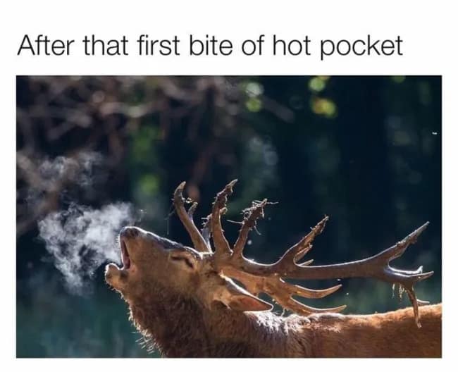 Stag deer exhaling a massive cloud of steam into icy air, captioned about taking the first scorching bite of a Hot Pocket in a best memes format.