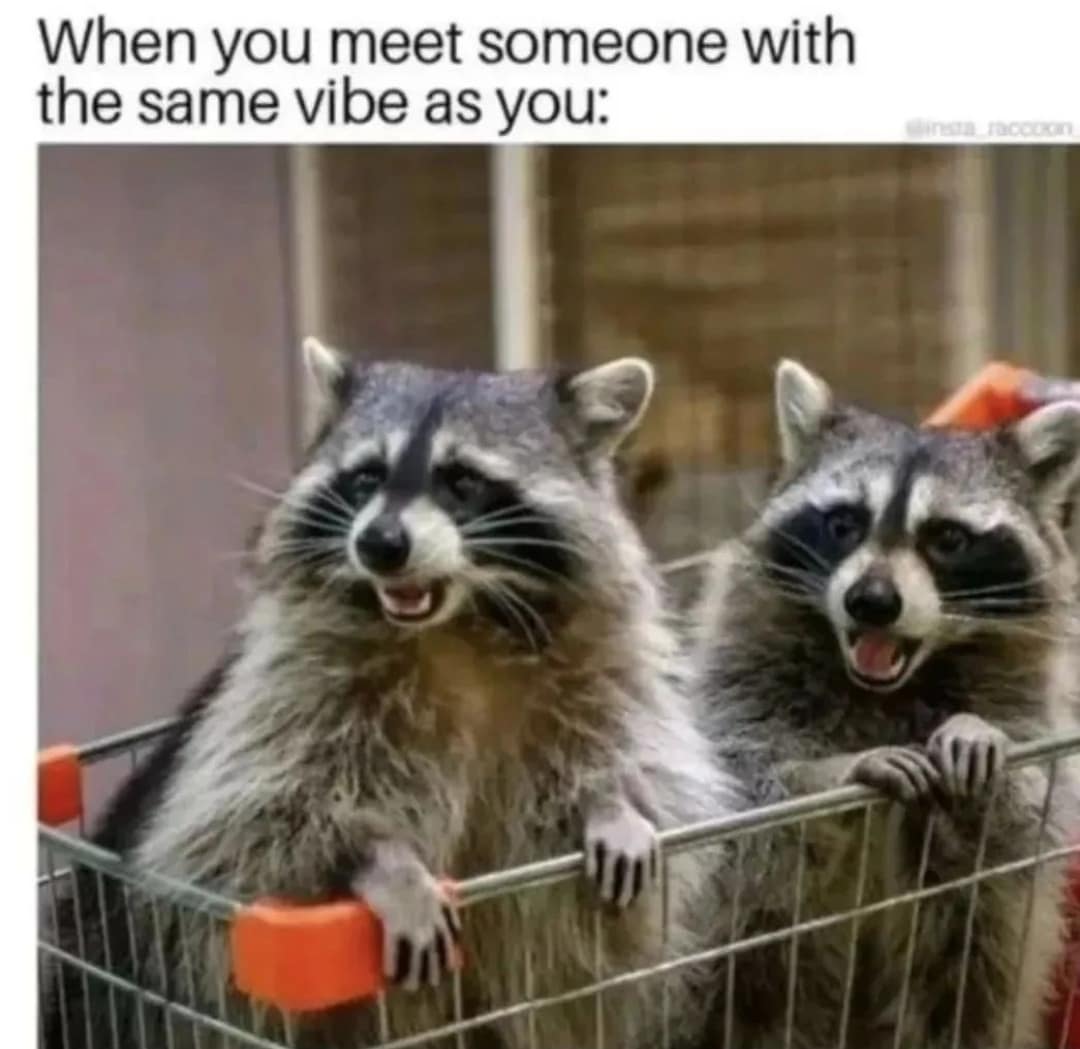 Two raccoons riding joyfully in a metal grocery shopping cart captioned as finding someone with the exact same vibe in a classic meme.