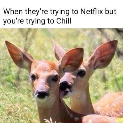 Photo of one deer licking another's face captioned as 'trying to Chill' during movie night in an old memes edit.