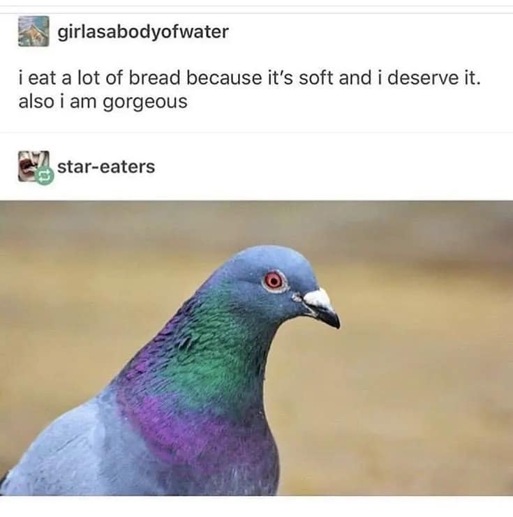 Tumblr thread featuring a close-up photo of a pigeon paired with text praising eating bread because it's soft in a classic meme.