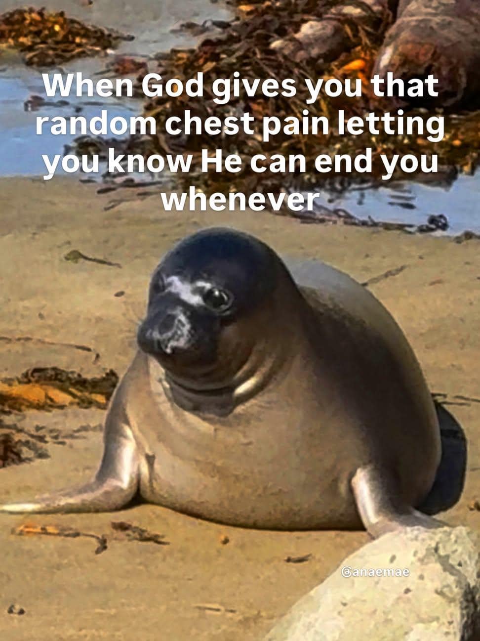 Anxious seal sitting on a sandy beach contemplating a sudden random chest pain warning in a classic meme.