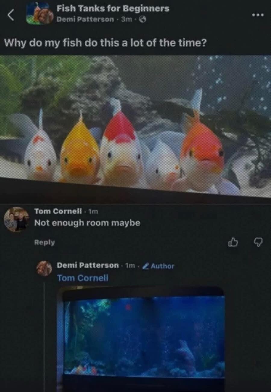 Facebook post showing five goldfish staring closely at aquarium glass, countered by a photo showing a massive, mostly empty fish tank in a classic meme.