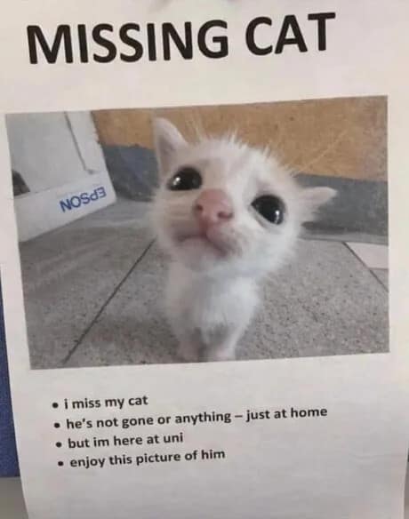 Missing cat flyer created by a university student who just misses their pet sitting safely at home in a classic meme.