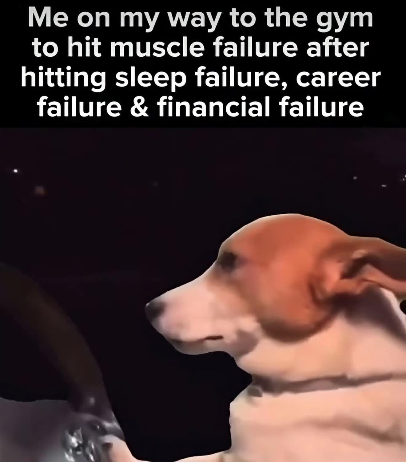 Dog looking intently out a car window, captioned about going to the gym to hit muscle failure after personal life failures in a classic meme.
