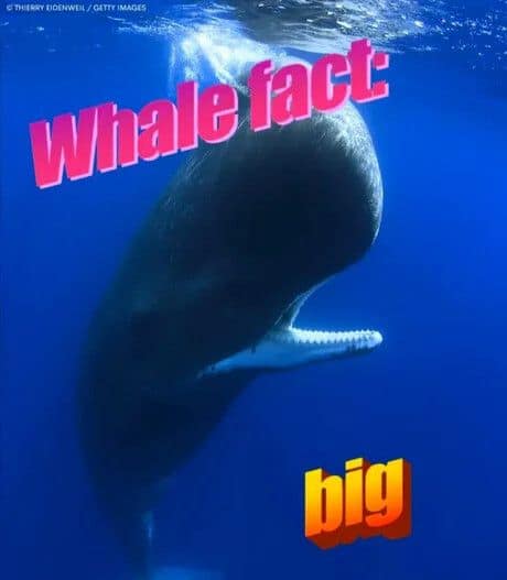 Underwater photo of a massive sperm whale with boldWordArt text declaring 'Whale fact: big' in an old meme format.