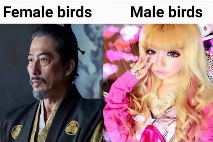 Side-by-side comparison meme contrasting serious historical Japanese samurai aesthetic for female birds against ultra-glam pink gyaru style for male birds.