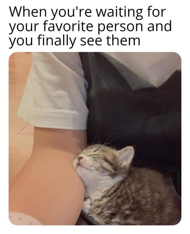 Wholesome tiny tabby kitten falling fast asleep while cuddling deeply against its owner's arm in a heartwarming classic meme.