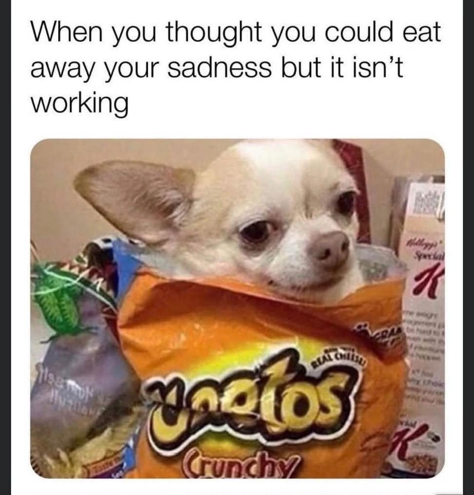Defeated Chihuahua sitting directly inside an open bag of Crunchy Cheetos realizing emotional eating hasn't worked in a classic meme.