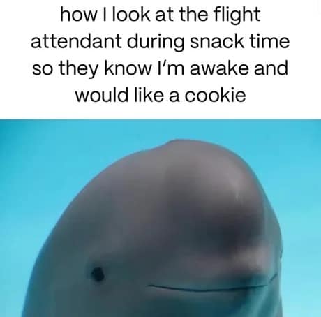 Smiling porpoise in a classic meme representing polite eye contact made with flight attendants during airplane snack service.