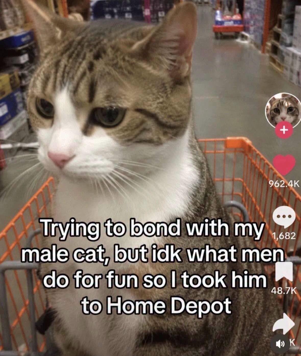 Tabby cat sitting in a Home Depot orange shopping cart to experience male bonding in a vintage memes format.