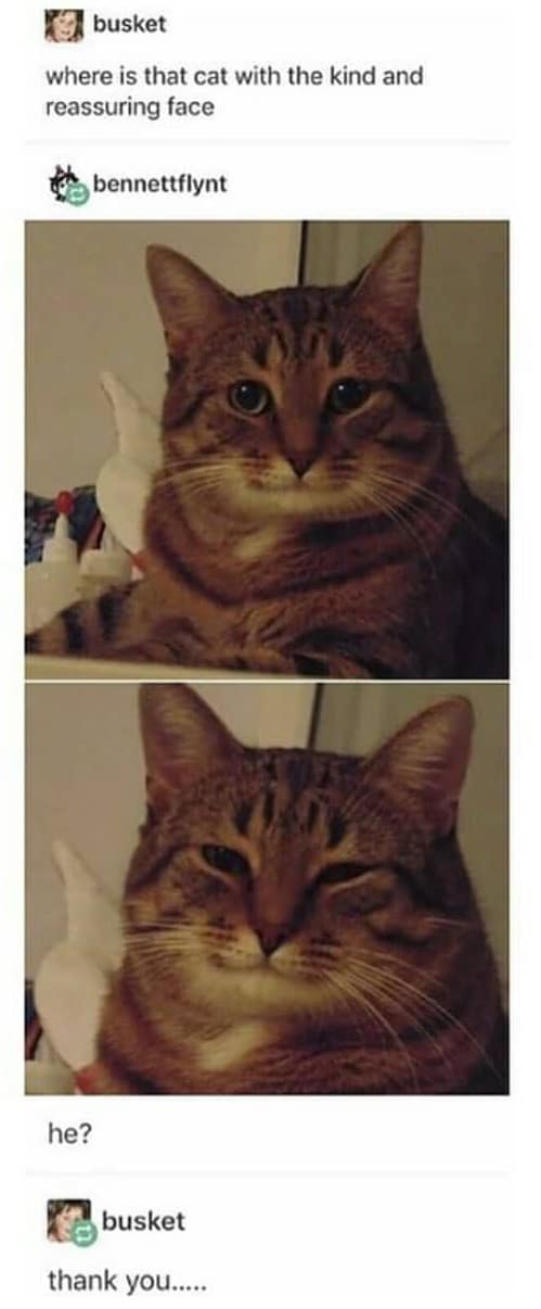 Wholesome Tumblr thread featuring a brown tabby cat squinting with a polite, kind, and reassuring facial expression in a classic meme.