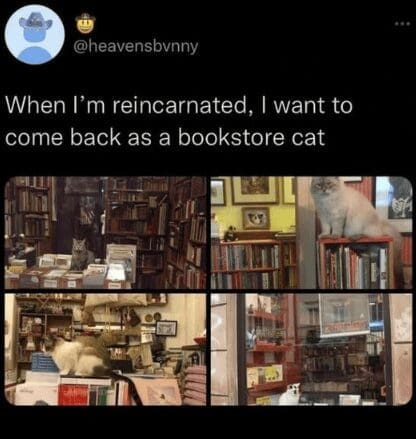 Four-panel photo collage of peaceful bookstore cats lounging on bookshelves, captioned as an ideal reincarnation goal in a classic meme.