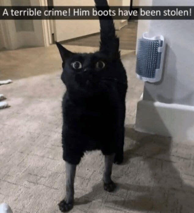 Photo of a black cat with shaved front legs looking startled, captioned 'A terrible crime! Him boots have been stolen!' in an old memes post.