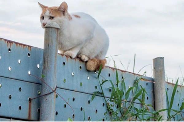 Cat resting its chin on a fence post so it looks balanced on its face.