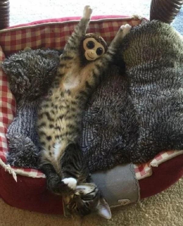 Kitten sprawled in a bed with a toy monkey head lined up on its body.