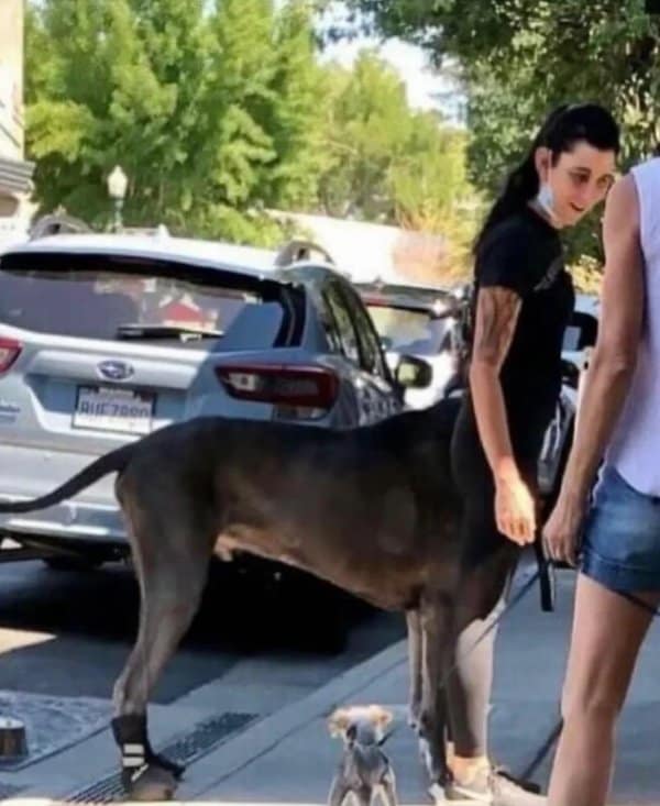 Great Dane and a tiny dog merging into one creature in these confusing images.