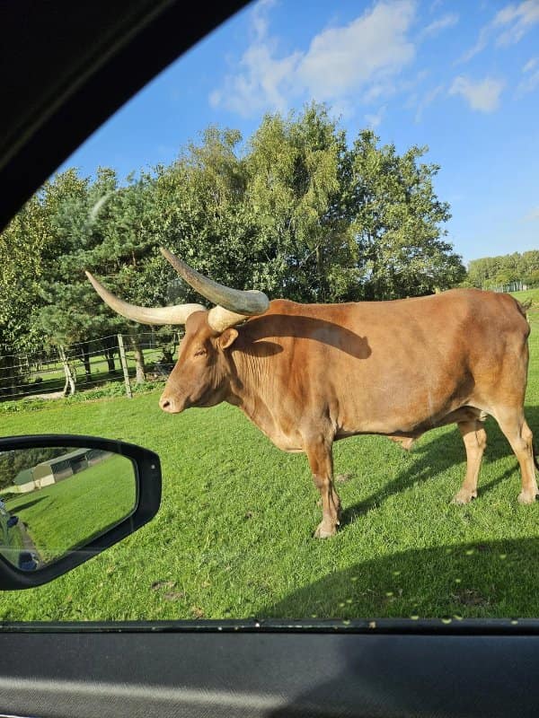 Longhorn steer seen through a car window so its horns look drawn onto the glass.