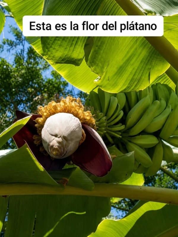Banana flower bud with pale petals that look eerily like an old man's face.
