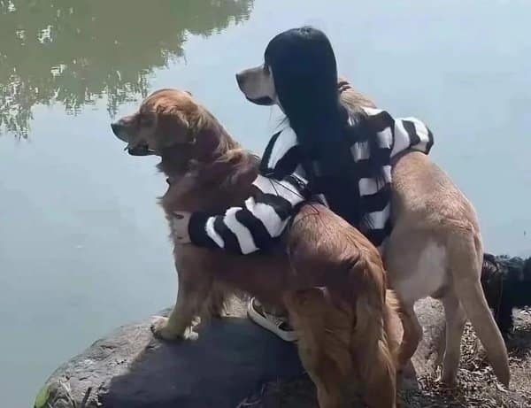 Woman hugging two golden retrievers whose heads line up perfectly with her own.