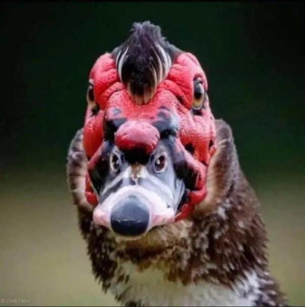 Extreme close up of a Muscovy duck's red bumpy face that looks like a mask.