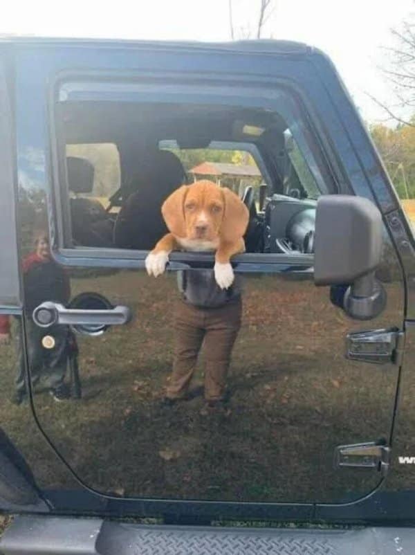 Puppy leaning out a Jeep window lined up perfectly with a man's reflected legs.