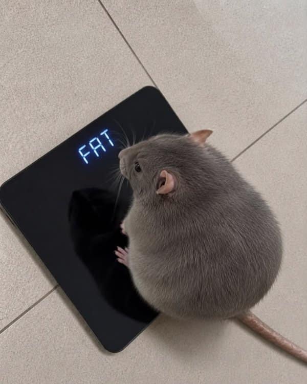 Chubby pet rat standing on a sleek black digital bathroom scale whose electronic LED screen directly reads the word FAT in a diet meme.