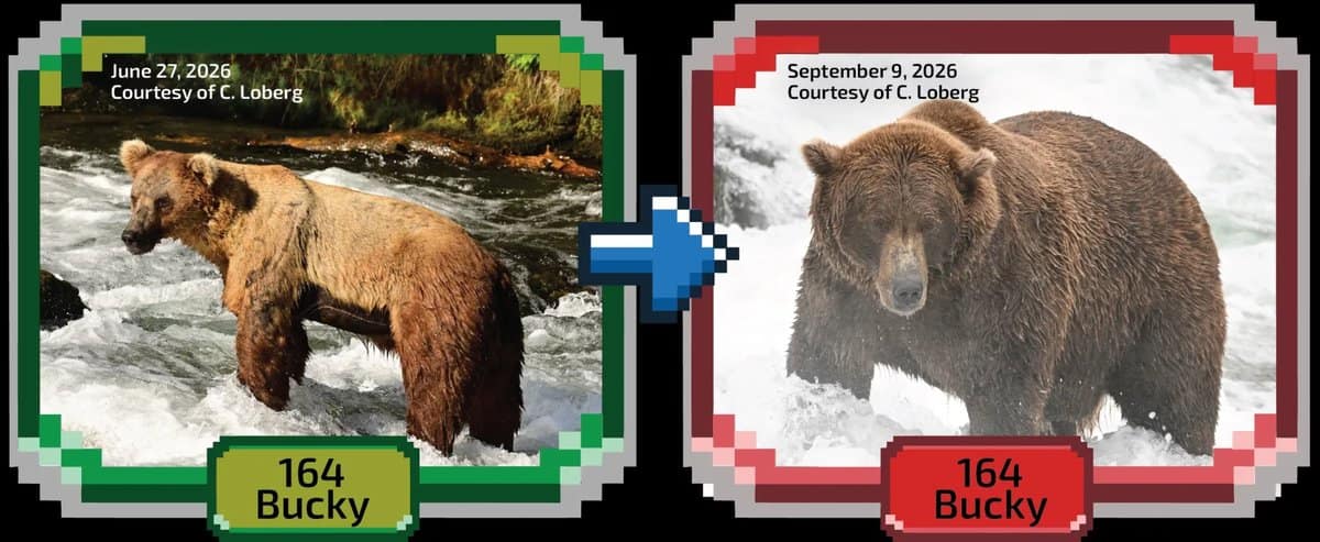 Bear 164 Bucky shown lean in June and massive by September in a before and after comparison