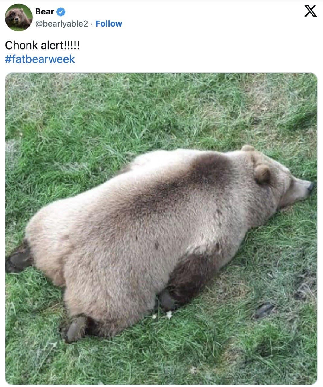 Very round fat bear lying face down in the grass under a chonk alert post