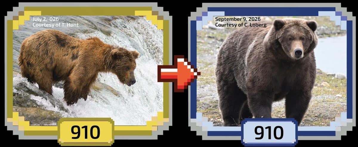 Bear 910 before and after photos showing her huge fat bear transformation from July to September