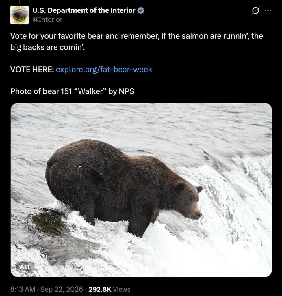 Interior tweet saying the big backs are coming when the salmon run, showing Bear 151 Walker